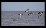 Oyster Catcher's