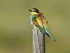 European Bee Eater