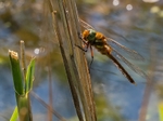 Norfolk Hawker