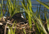 Coot