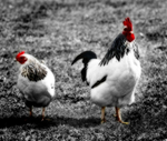 Cockerel