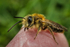 Andrena haemorrhoa (m)