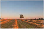The Harvest Tree (IMG1156)