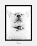 Experienced-Cat-Sitting-Chelsea