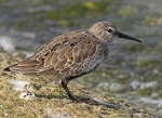 Dunlin