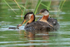 Red-necked Grebe chick feeds from adult, Minnesota, USA