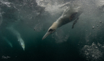 Underwater Gannets 17