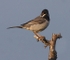 Ruppell's Warbler