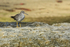 Wandering Tattler, Ke'e Beach, Kauai, Hawaiian Islands