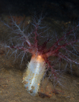 Thyonidium drummondii