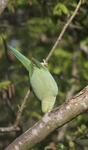 Typical Ring Necked Green Parakeet
