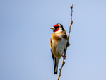 Goldfinch