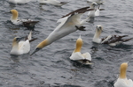 Gannet Diving 3