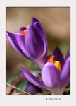 Crocus 2