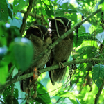Crested Owl portfolio