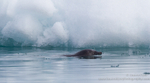 Ringed seal swimming between icebergs