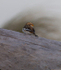 SNOW BUNTINGS