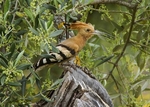 Hoopoe