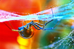Black Widow Spider (female) (Latrodectus mactans) - Calif., USA