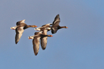 White-fronted Goose portfolio