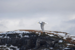 Kittiwake