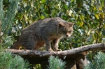 Scottish Wildcat