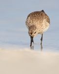Dunlin, Fort De Soto Park, Florida