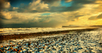 The Wild Coast