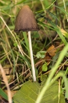 Conical Brittlestem