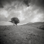 Lone Tree