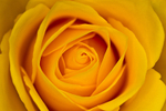 Flower - 6543