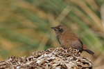 Cobb's Wren, Carcass Island, Falkland Islands