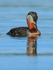 Red-necked Grebe, Farmoor Reservoir
