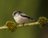 LONG TAILED TIT REF LTT 8