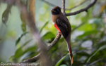 Masked Trogon female