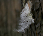 seeds2
