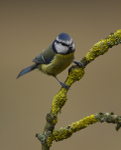 THE BLUE TIT portfolio