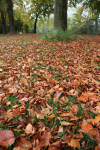Autunm leaves  FL060
