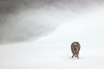 Arctic Fox running in blizzard, Hornstrandir, Iceland