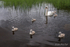 Cygnets lead the way on Lough Erne, County Fermanagh.