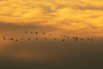 Pink-footed Geese