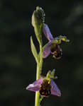 Bee Orchid