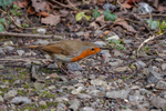 robin Erithacus rubecula-3388