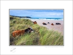 01 9x12 2024-235C Lazy cows on White Park Beach Co Antrim