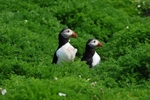 Puffins