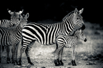 Zebra Soysambu