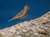 Rock Pipit