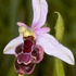 Hybrid betwen the Bee orchid and Bertolonii&#039;s orchid (Ophrys apifera x O bertolonii = O.x vespertilio)