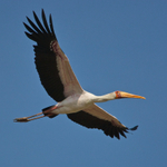 Yellow-billed Stork in flight