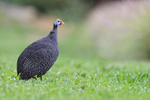 Helmeted Guineafowl portfolio
